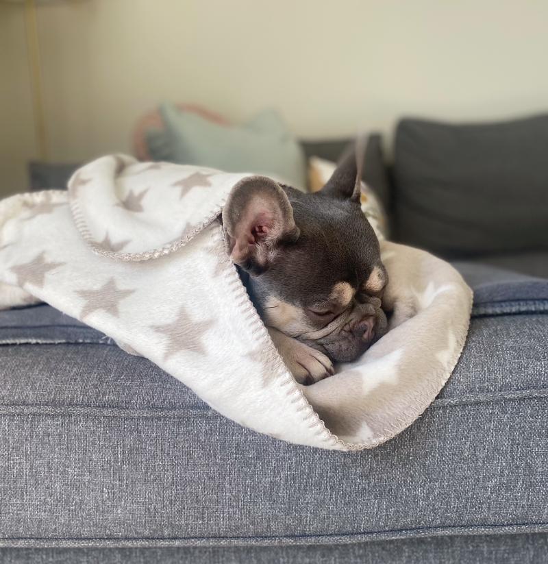 Star Dog Blanket