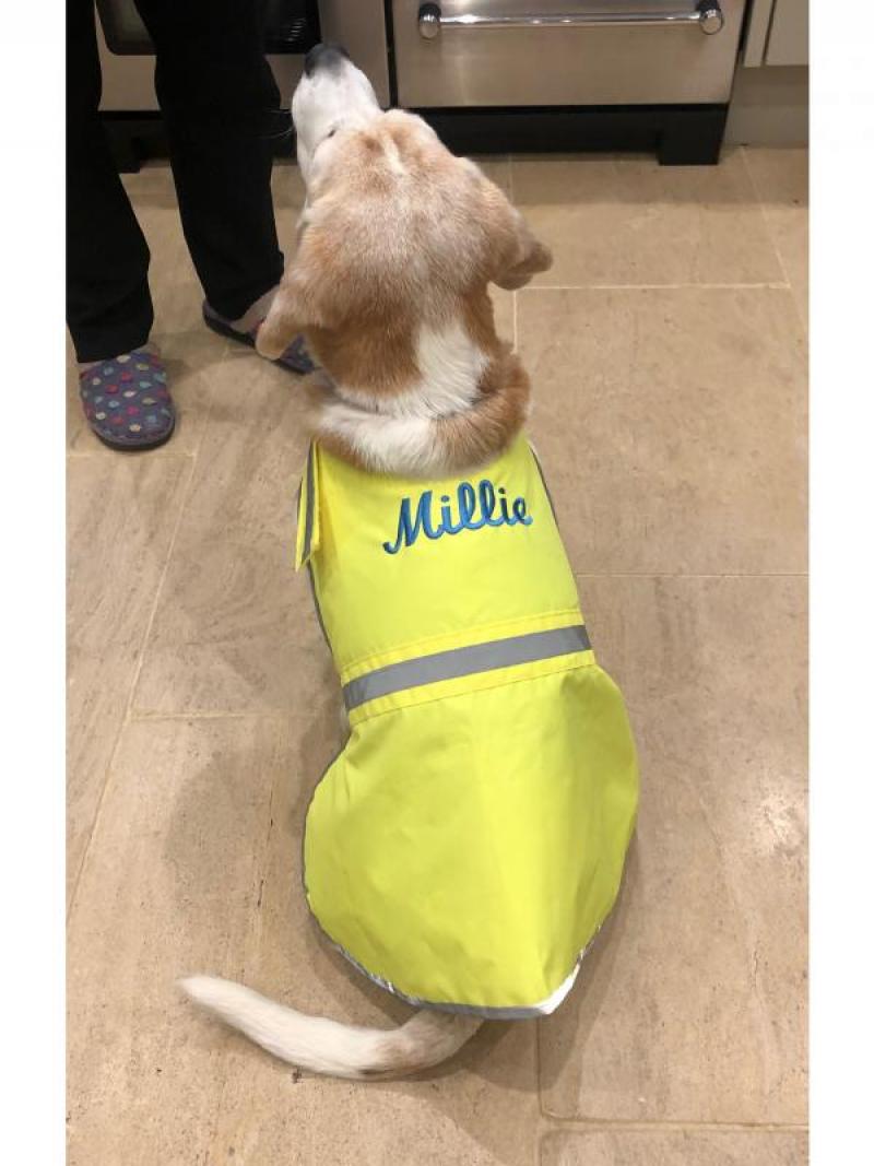 Hi-Vis Dog Coat