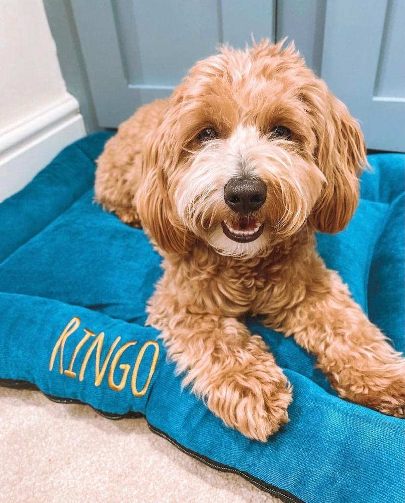 Large personalised dog bed cheap