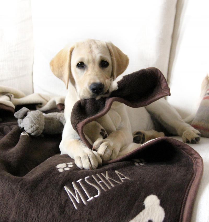 Personalised Dog Blanket Reversible Brown Cream with Paw Print Blanket