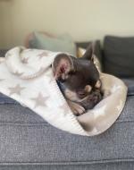 Star Dog Blanket